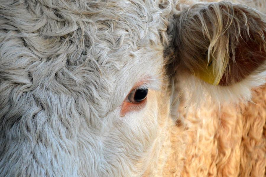 beef cattle closeup pasture